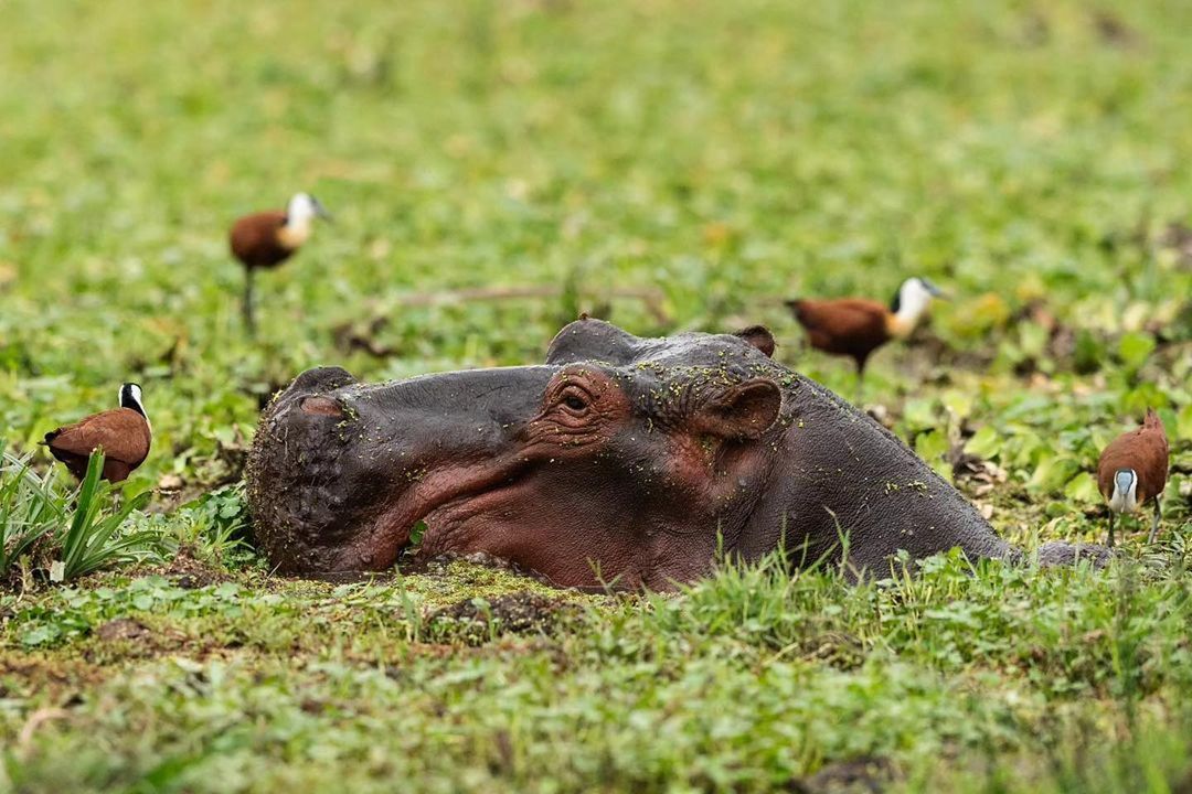 3 GG Tsavo Est e Amboseli